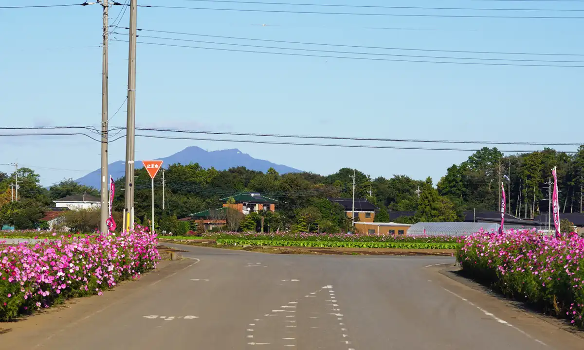 坂東市生子のコスモス街道の北側景観とVRツアーリンク