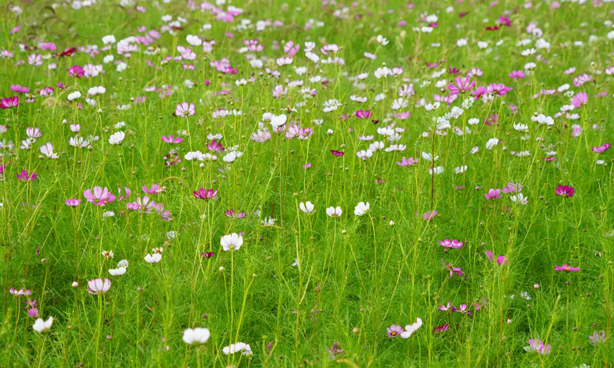 茨城県潮来市のコスモス畑9月17日の様子写真