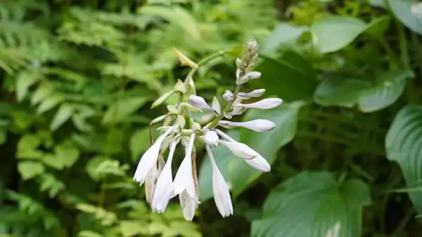 常陸大宮市の諸沢の谷津のギボウシの開花の景観写真