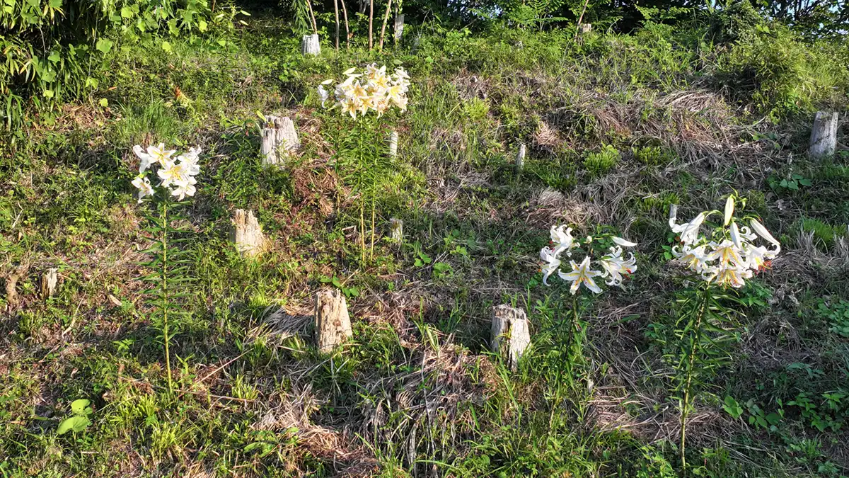  宿坂の戸屋付近の山の斜面のヤマユリ自生地の写真