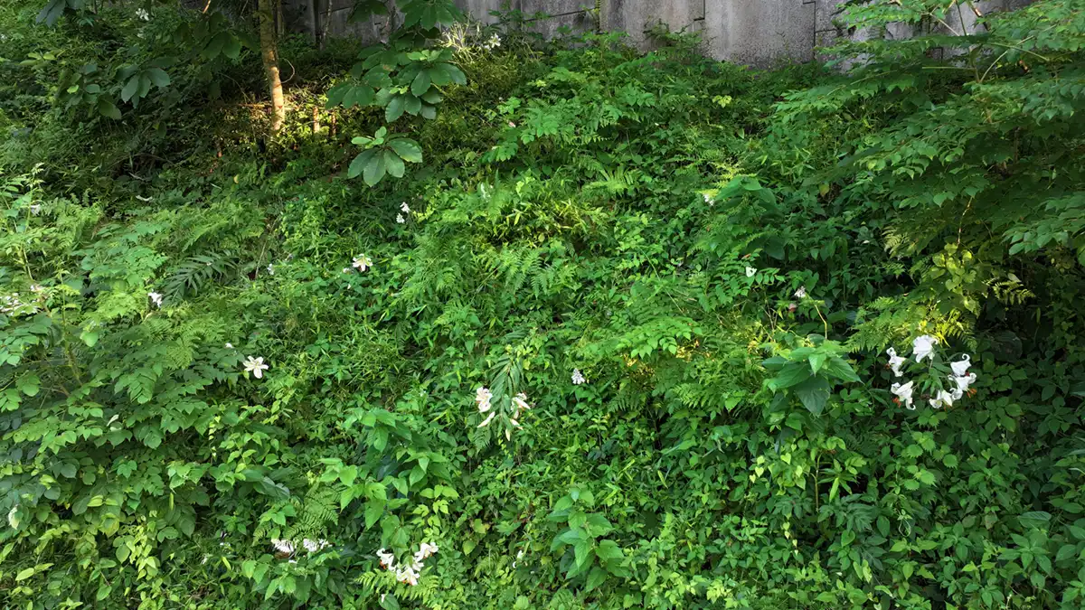 諸沢宿のÝ字路の東側の山裾のヤマユリ自生地の写真