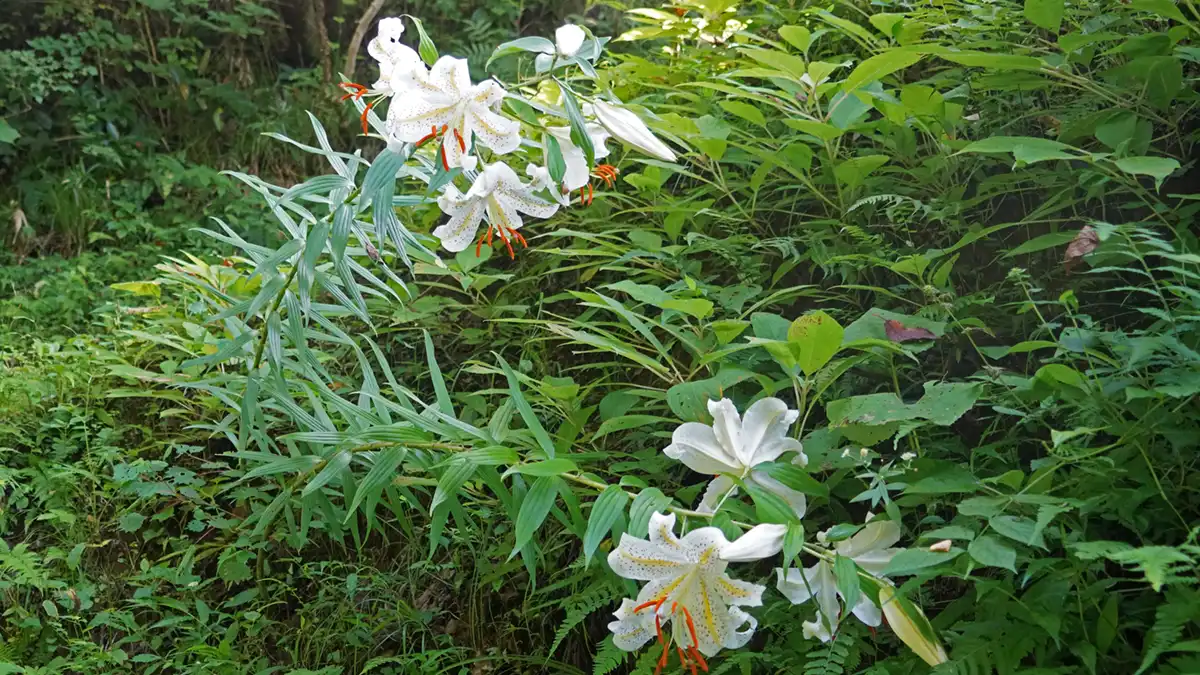 茨城県のヤマユリ自生地、常陸大宮市諸沢のヤマユリの開花の景観写真