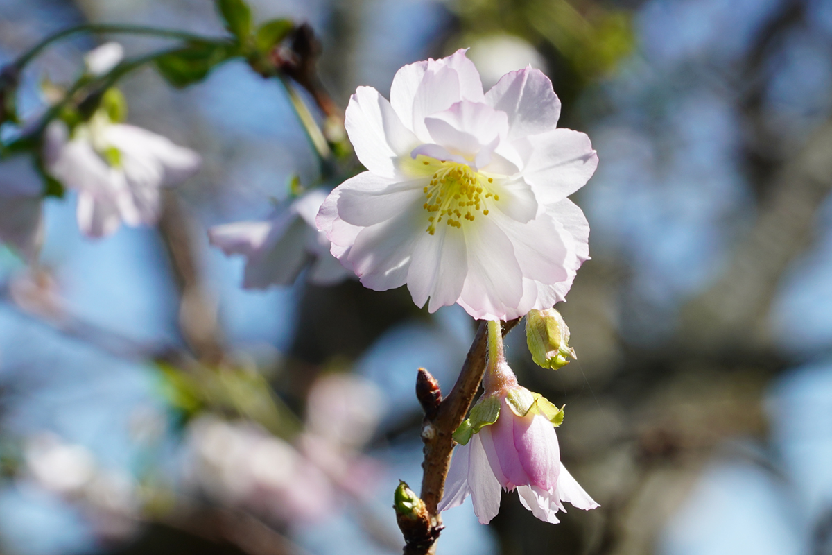 いばらきフラワーパークの十月桜の花びら