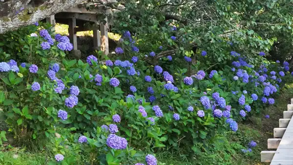 筑波梅林上部の東屋展望台付近のあじさいの開花状況