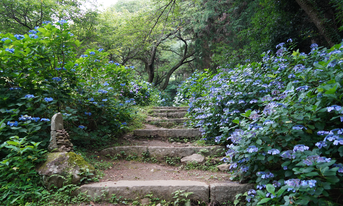 雨引観音の旧参道のあじさいの様子