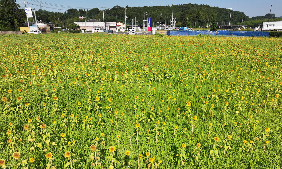 2023年7月26日の道の駅常陸大宮～かわプラザ～の脇にあるひまわり畑