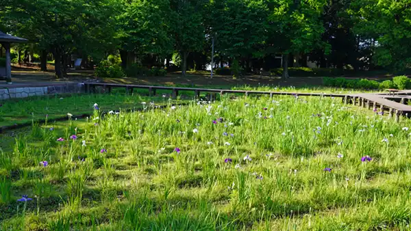 砂沼広域公園の菖蒲園東側の開花状況写真