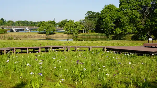 砂沼広域公園の菖蒲園の中央付近の開花状況写真