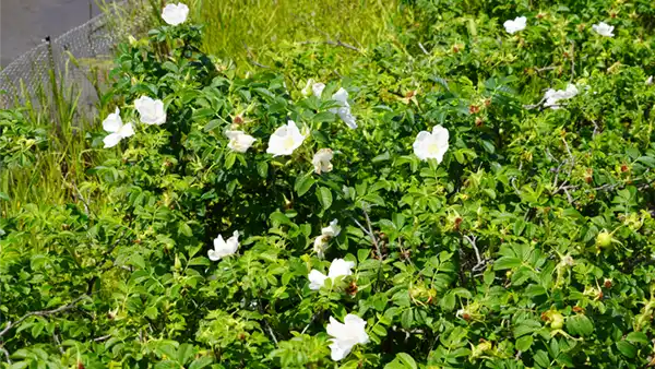 利根親水公園のハマナスの開花の写真