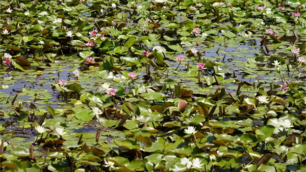 利根親水公園のきらめき池のスイレン開花の写真