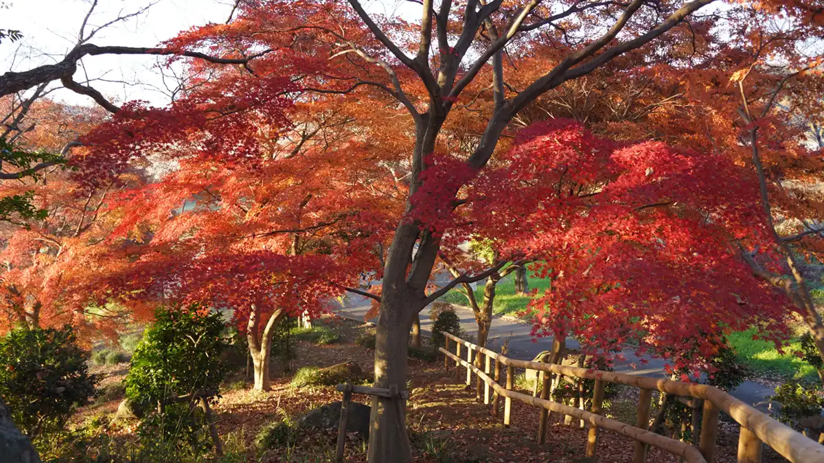 菅生沼の天神山公園の天神山の紅葉景観写真