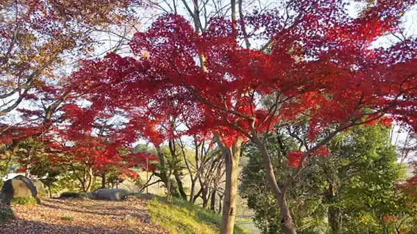 坂東市の天神山の上の紅葉景観写真