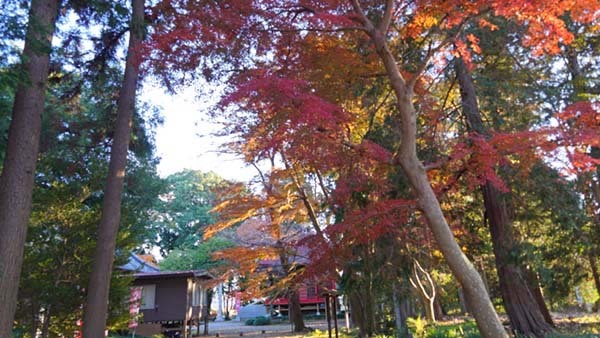 坂東市の平将門の同塚付近の紅葉景観写真