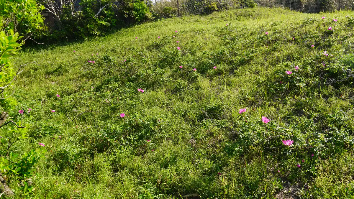 ハマナス自生南限地帯南側の道からのハマナス開花写真