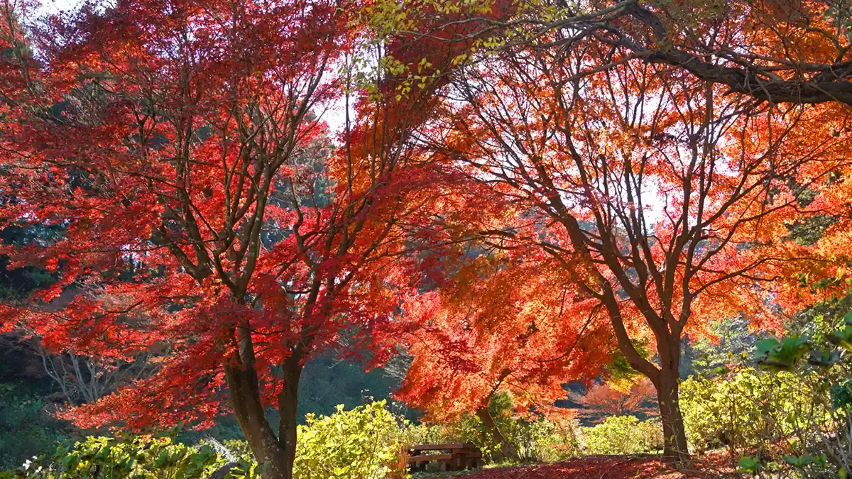 涸沼自然公園のあじさいの谷のモミジの紅葉景観写真