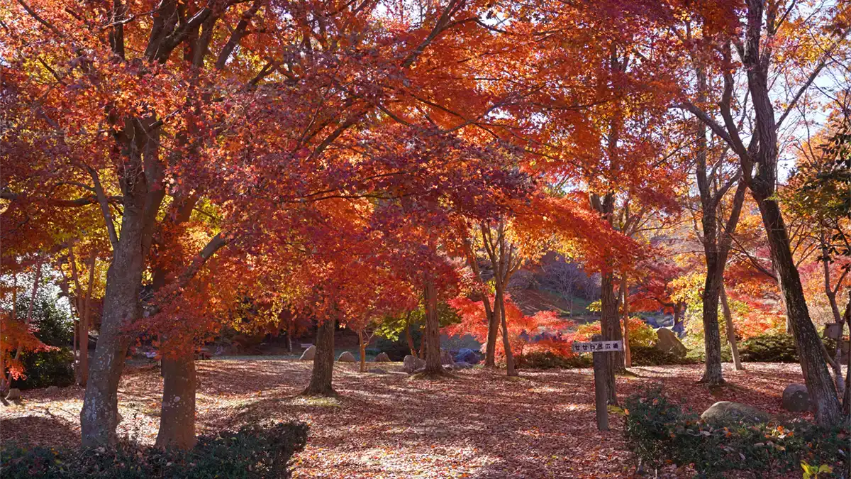 涸沼自然公園のせせらぎ広場の入口の紅葉景観写真