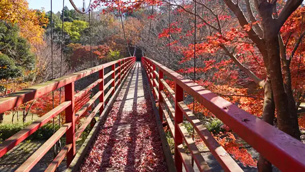 涸沼自然公園のイトトンボ橋の西側からの紅葉景観写真