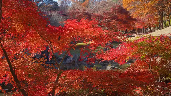 入口付近の池の手前(北側)から南側の紅葉景観