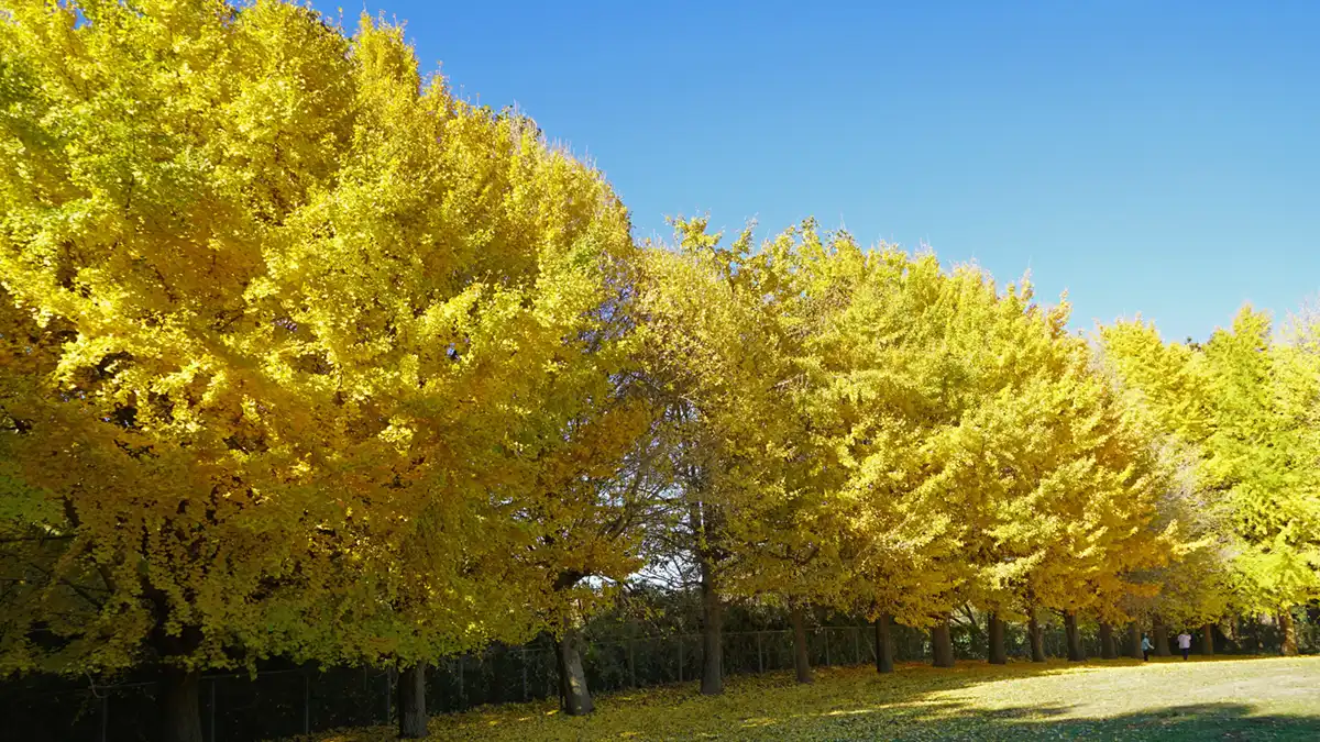 涸沼自然公園のわいわいいろばのイチョウの紅葉景観写真