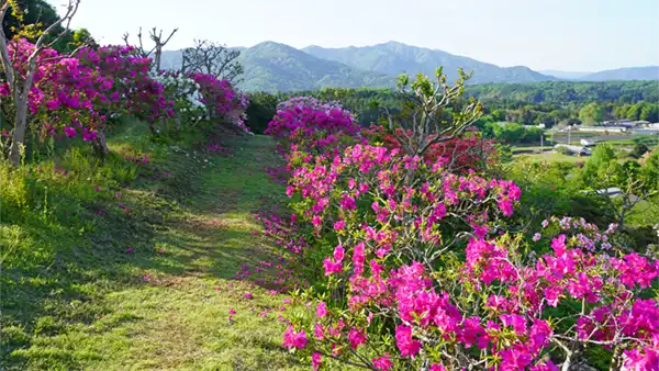 いばらきフラワーパークのつつじの開花写真