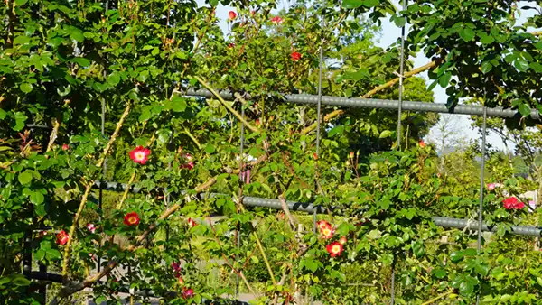 香りのバラ区域の一部開花の写真