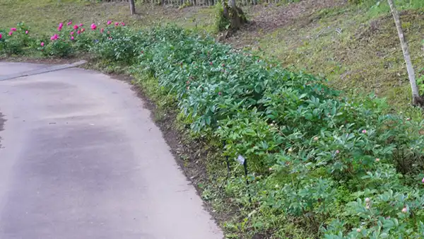 いばらきフラワーパークのシャクヤク開花状況写真