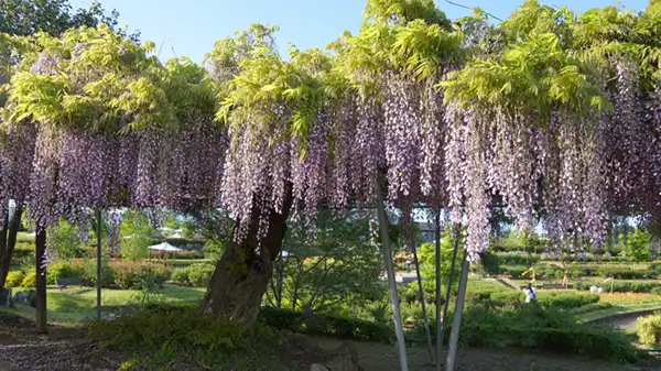 いばらきフラワーパークの藤の花の開花写真