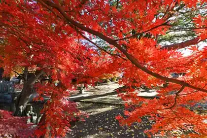 茨城県の紅葉・もみじの名所案内