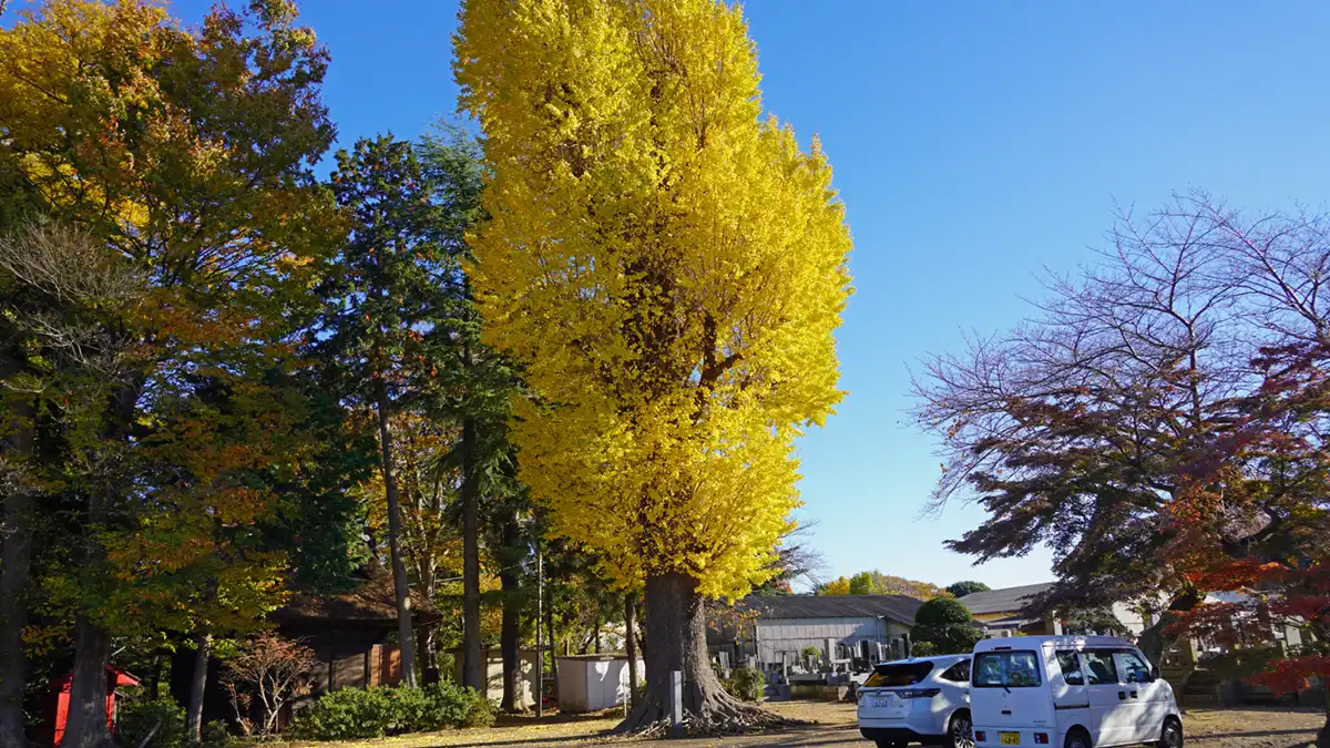 土浦市の常福寺の大イチョウとモミジの紅葉景観写真