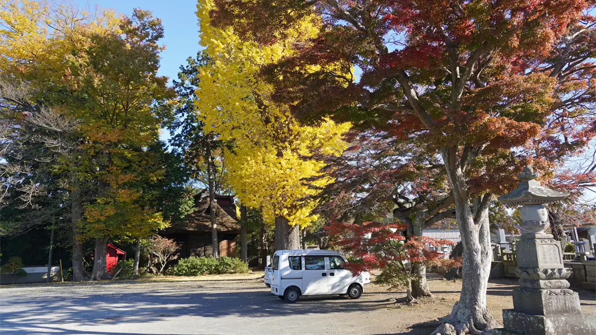 土浦市の常福寺のモミジ古木の紅葉状況写真