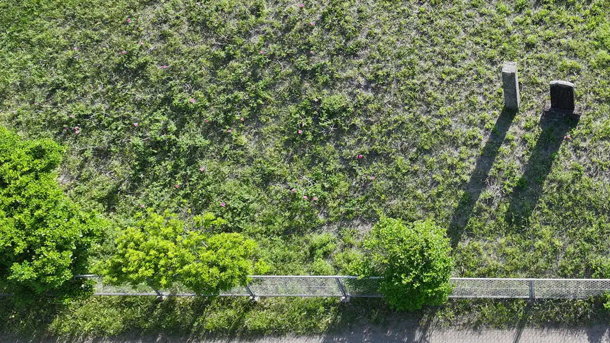 ハマナス自生南限地帯の南側の道付近のハマナスの開花の空撮写真