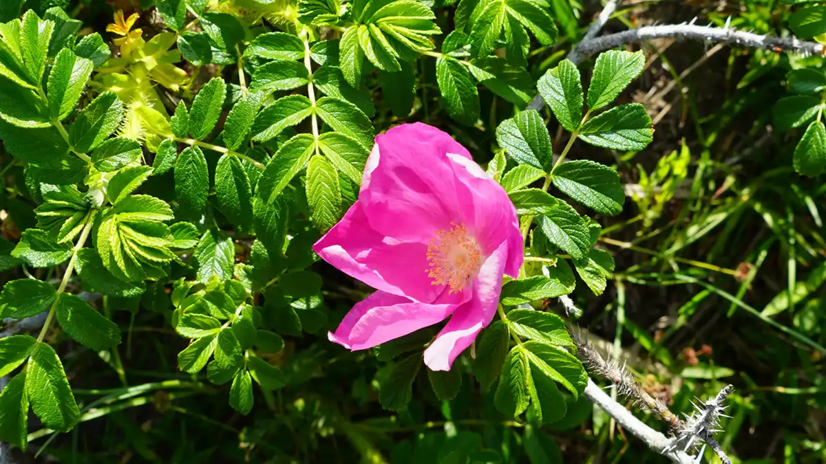 鹿嶋市のハマナス自生南限地帯のハマナスの開花の写真