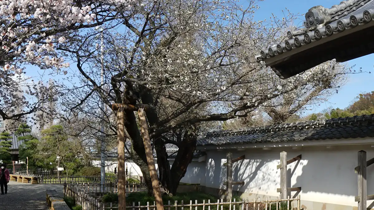 正庁東側の山桜の開花状況写真