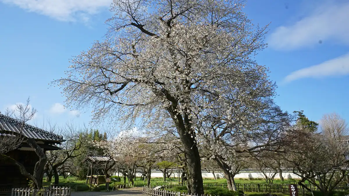 弘道館正庁北側の山桜の開花状況写真