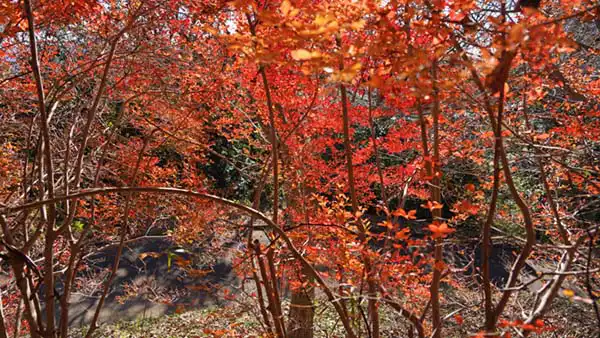 小径途中のドウダンツツジの紅葉景観写真