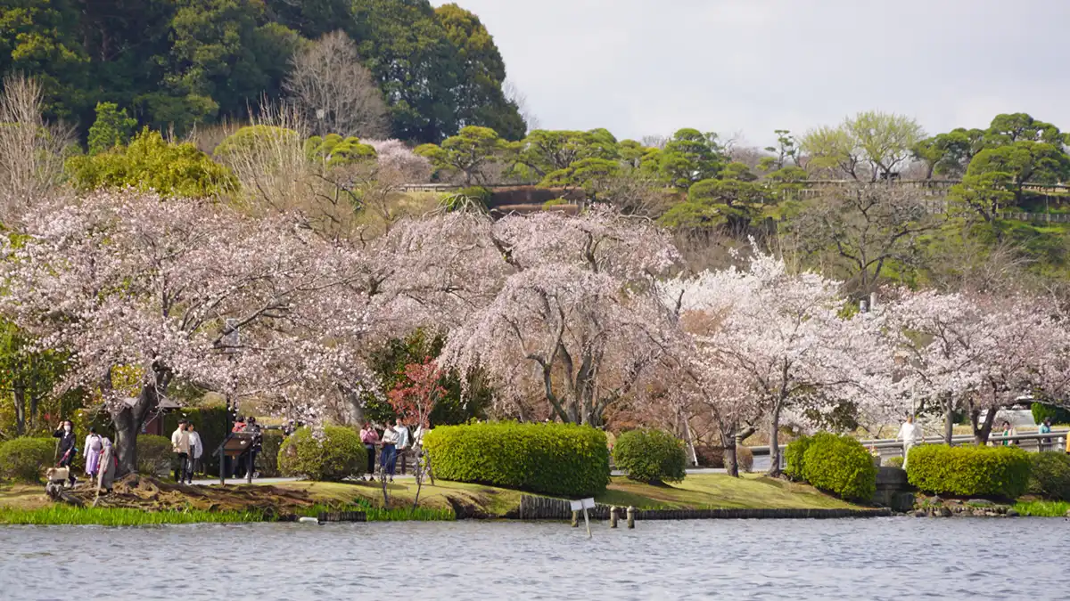 水戸市の偕楽園・千波湖付近の桜の開花の様子写真