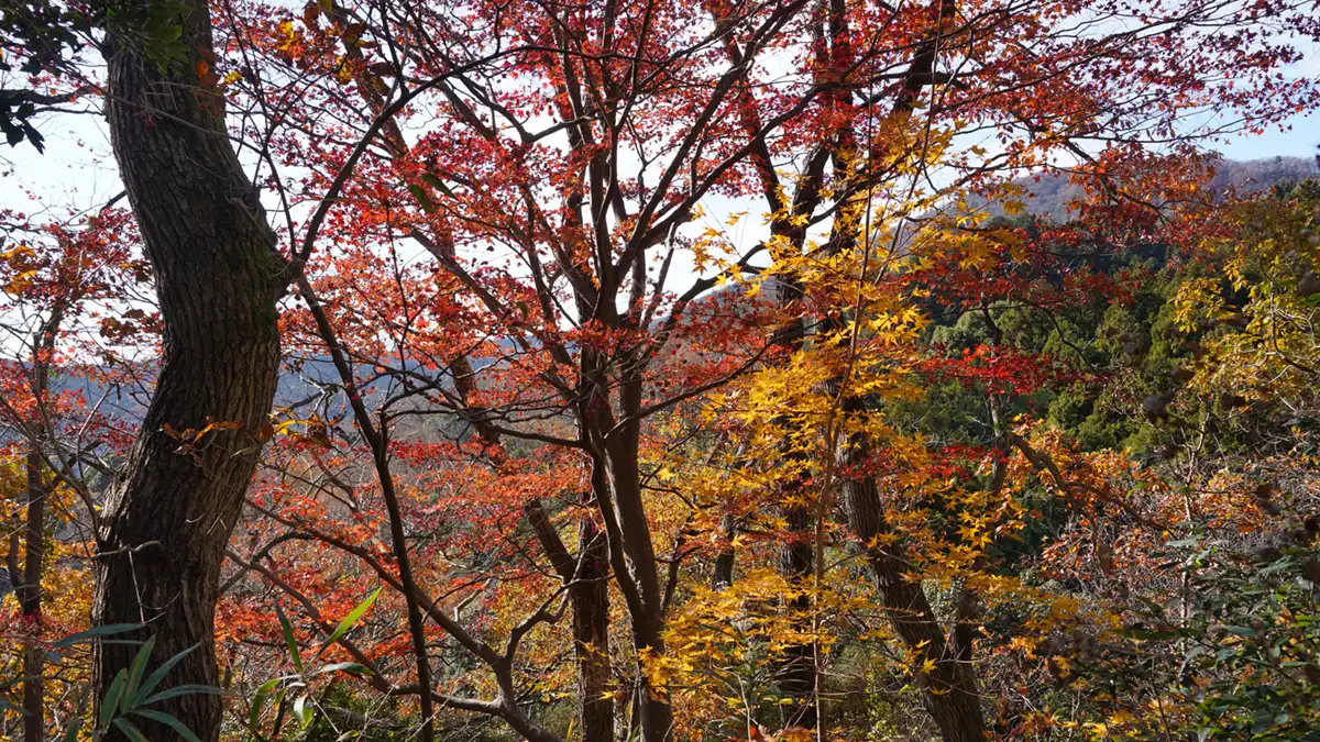 三ツ石森林公園の建物までの坂道の紅葉景観写真