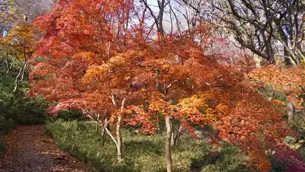 もみじ谷の中央付近の紅葉景観写真