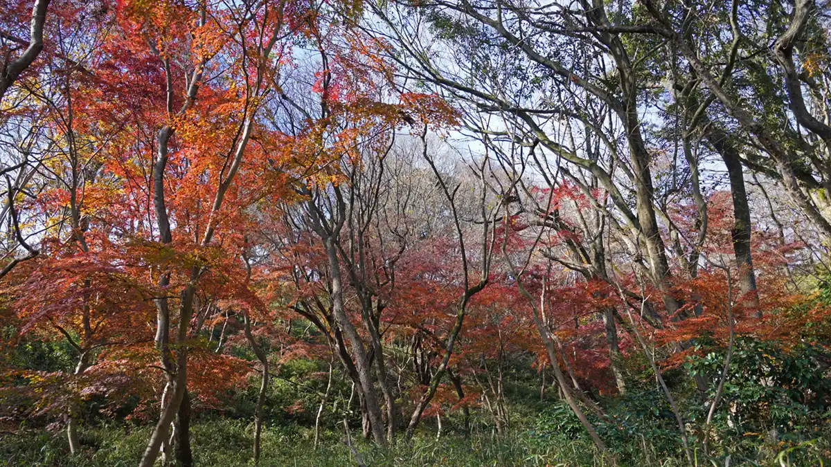 かすみがうら市の三ツ石森林公園・もみじ谷の林間の紅葉景観写真