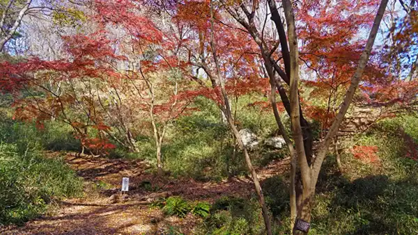 もみじ谷の奥の紅葉景観写真