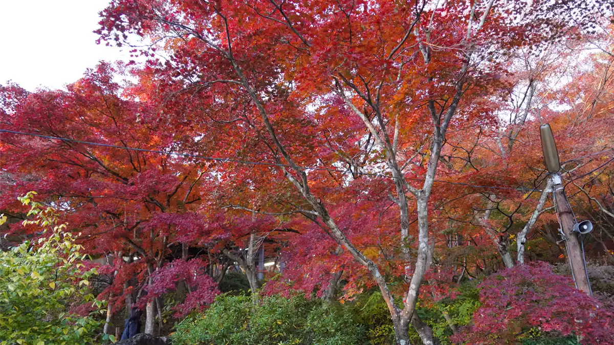  ケーブルカー宮脇駅のモミジ林の紅葉景観写真