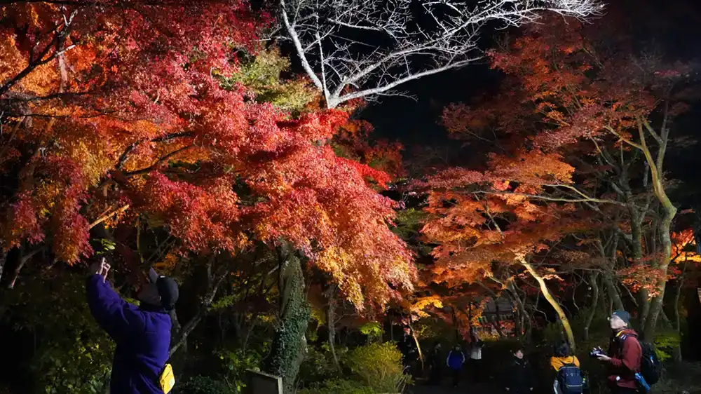 筑波山ケーブルカー宮脇駅の紅葉ライトアップ景観ライトアップ写真