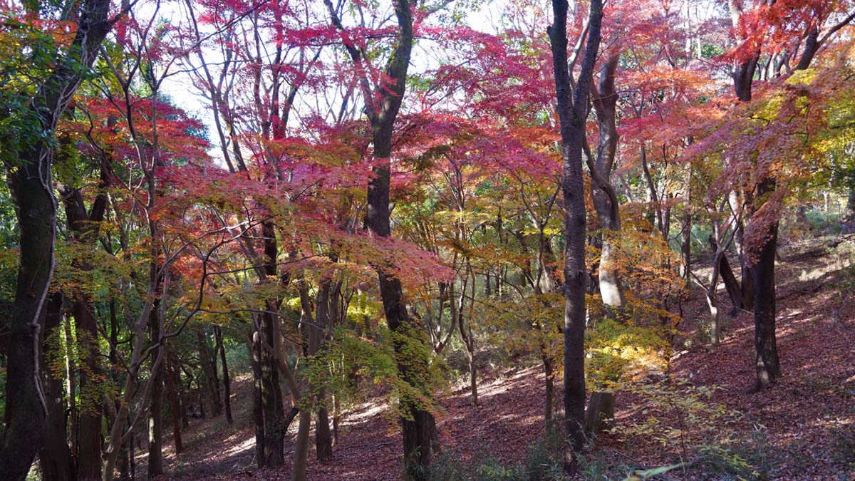 筑波山四季の道のもみじ谷の東側の紅葉景観写真