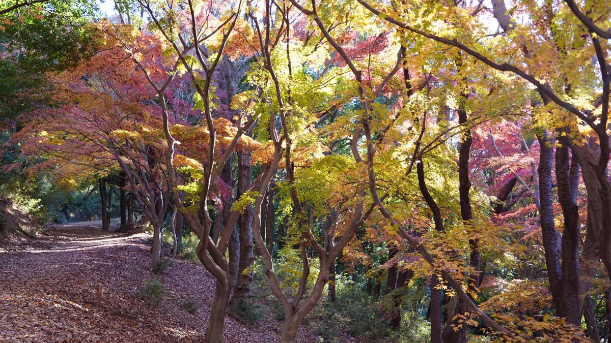 もみじ谷の西側からの道と紅葉景観