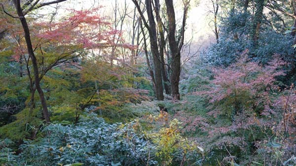 四季の道の入口からすぐの道脇の紅葉景観写真