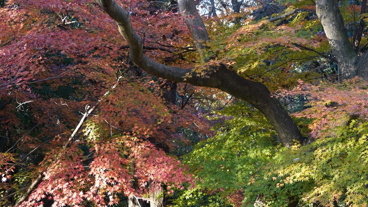 筑波山四季の道の紅葉状況写真