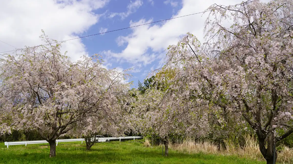 筑波山の臼井地区の4本のしだれ桜の開花の景観