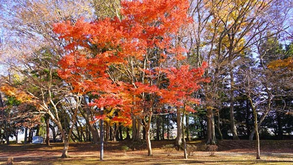 逆井城址公園の芝生広場の東側堀の紅葉景観写真