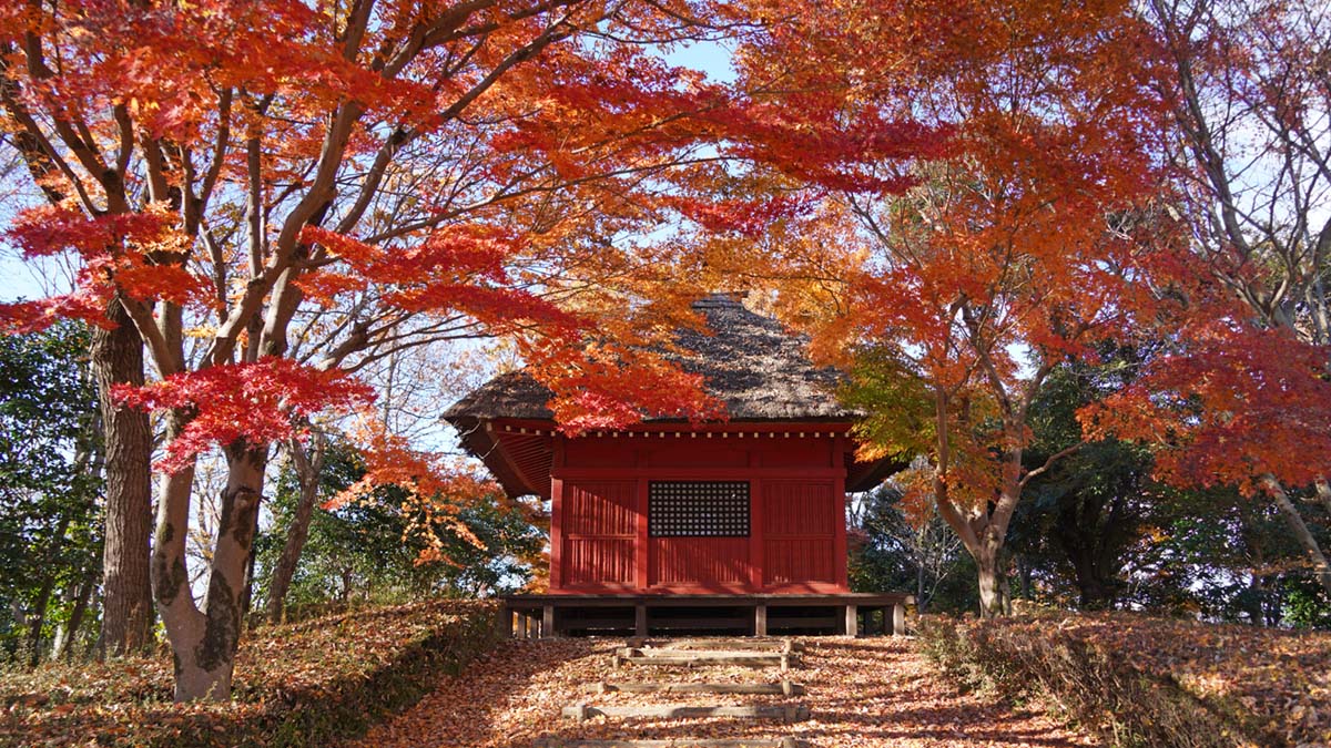 八千代町の逆井城址公園の観音堂の紅葉景観写真