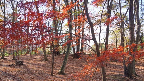 坂東市の逆井城址本丸の林間の紅葉景観